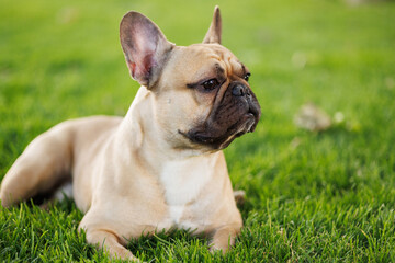 Fototapeta premium Portrait of adorable, happy dog of the French Bulldog breed in the park on the green grass at sunset.