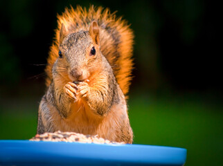Squirrel eating seeds from a blue bowl