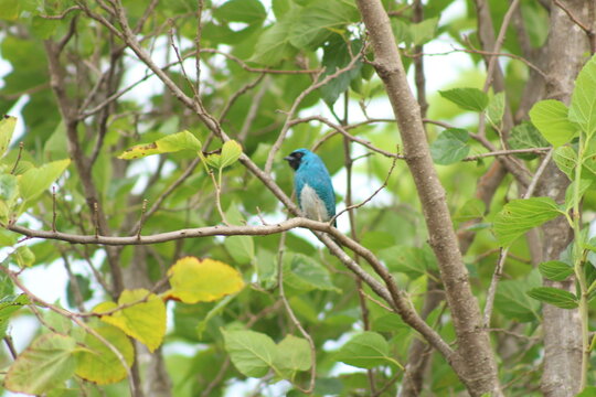 P&aacute;ssaro azul