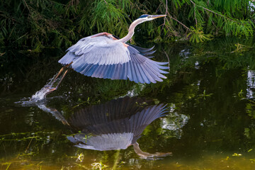 Great Blue Heron taking flight over wetlands