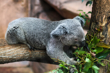 Koala (Zoo de Beauval)