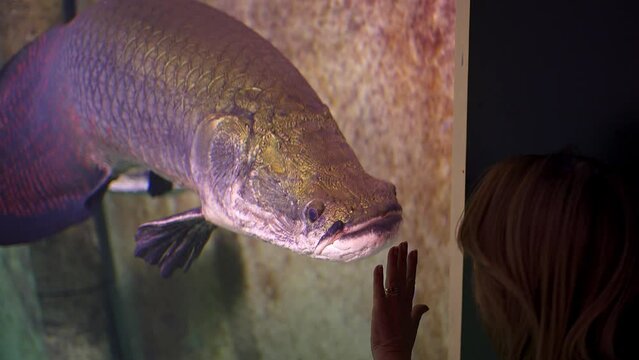 Large silirus fish in an aquarium staring at a tourist woman who attracts him with his hand on the glass.