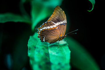 Butterflies from MIndo, Ecuador
