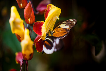 Butterflies from MIndo, Ecuador