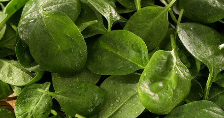 fresh spinach on the table. green spinach leaves close up. healthly food. salad ingredient. drops of water on green leaves.