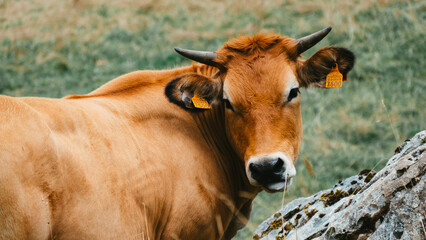Obraz premium cow on a meadow