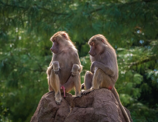 Obraz premium A macaque monkey group in a zoo in neunkirchen