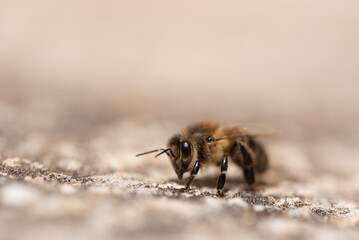 Close-up of a small honey bee sitting on the light soil. The background is light. There is plenty of room for text