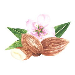 Almond nuts with leaves composition watercolor isolated on white background. Hand drawn illustration with flower blossom