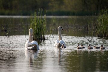 Swan in spring, beautiful water birds Swan on the lake in spring, in the rays of the setting sun