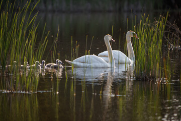 Fototapeta premium Swan in spring, beautiful water birds Swan on the lake in spring, in the rays of the setting sun