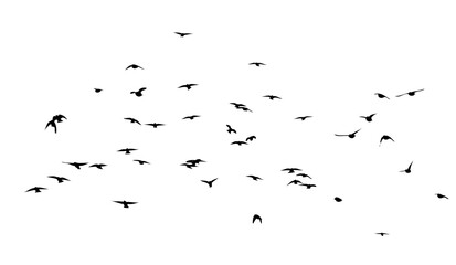 A flock of flying birds. Free birds. Vector illustration