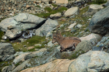 Little wild ibex cub in the Italian Alps