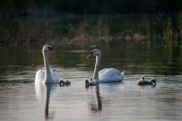 Swan in spring, beautiful water birds Swan on the lake in spring, in the rays of the setting sun