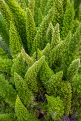 Foxtail Fern (Asparagus aethiopicus) plant