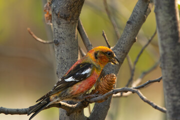 White-winged crossbill is eating seeds from cone in the forest.