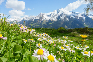 Bergblumenwiese im Frühjahr mit schneebedecktem Berg im Hintergrund