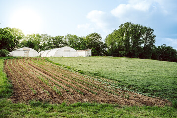 Bauernhof mit einer Blumenwiese mit Jungpflanzen, ohne Blüten und ohne Menschen. zwei Gewächshäuser aus Folie im Hintergrund, blauer Himmel, die Sonne scheint.