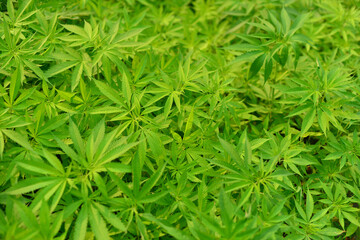 hemp plants