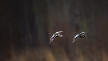 Blue winged teals in flight