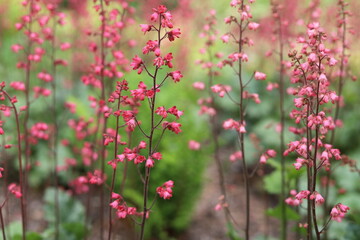 Obraz na płótnie Canvas Heuchera. Red geyhera flowers in the garden.