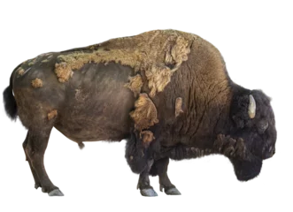 Rolgordijnen Adult bison © Elena Schweitzer