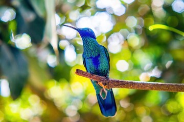 Beautiful and colorful hummingbirds from Qiito, Ecuador
