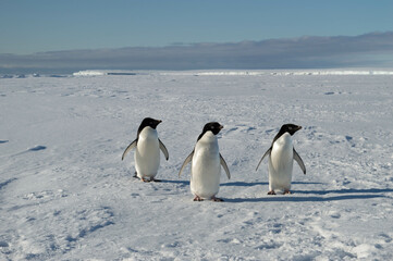 Fototapeta na wymiar Three cute penguins posing for the camera at the antarctica, family, friends