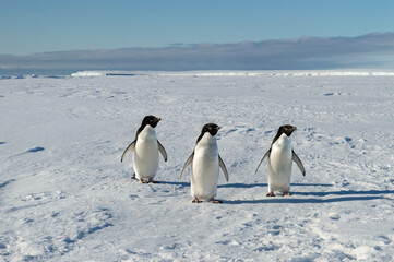 Three cute penguins posing for the camera at the antarctica, family, friends