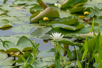 Water Lilies And Lily Pads On The Pond In Summer