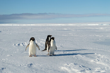 Three cute penguins posing for the camera at the antarctica, family, friends