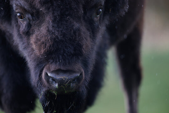 Close up of a bison - Powered by Adobe