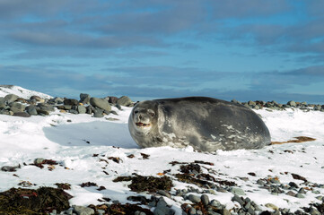 Cute seal laughing at the camera