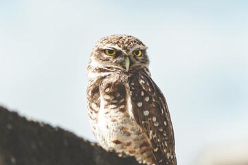 coruja no muro