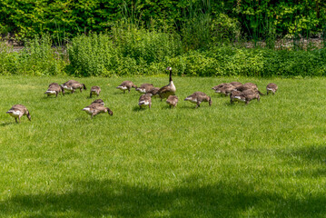 Obraz na płótnie Canvas Canada Goose And Goslings Feeding In Summer