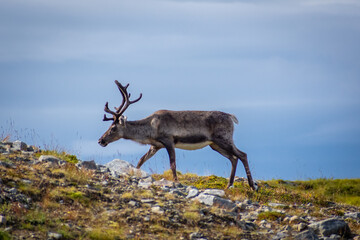 Wild reindeer in the tundra of Norway with mountains on the  background