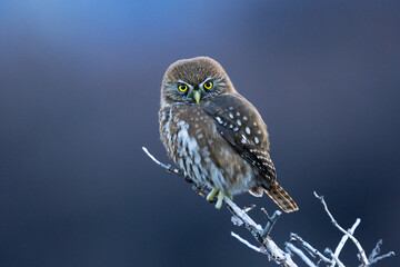 Portrait of Austral pygmy-owl (glaucidium nana) perched on a branch in a Patagonian landscape in El...