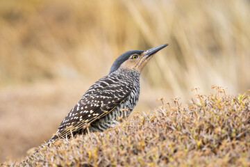 Chilean Flicker (Colaptes pitius) perched on a Patagonian plant in El Chaltén.