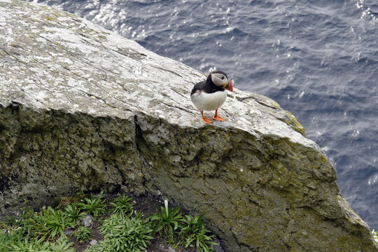 Puffins on Skellig Michael Island