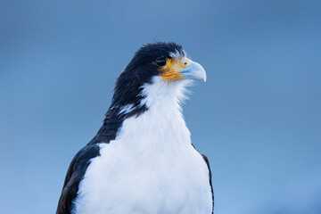 Portrait of a White-throated caracara (Daptrius albogularis) in El Chaltén, Patagonia.