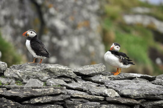 Puffins on Skellig Michael Island