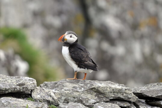 Puffins on Skellig Michael Island
