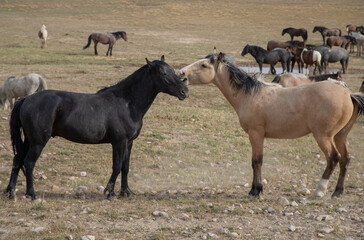 Obraz premium Wild Horse Stallions Fighting in Spring in the Utah Desert
