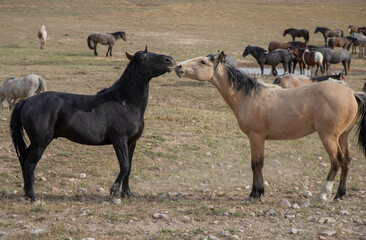 Wild Horse Stallions Fighting in Spring in the Utah Desert