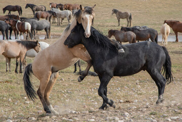 Obraz premium Wild Horse Stallions Fighting in Spring in the Utah Desert