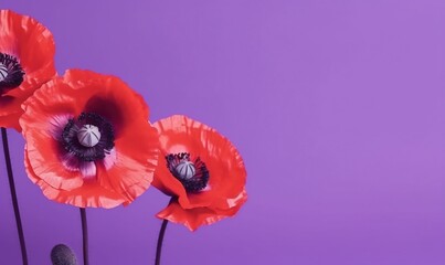  three red poppies on a purple background with a black center in the middle of the petals and a black center in the middle of the petals.  generative ai