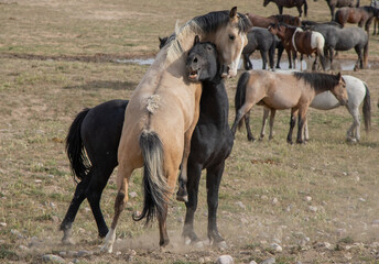 Naklejka na ściany i meble Wild Horse Stallions Fighting in Spring in the Utah Desert
