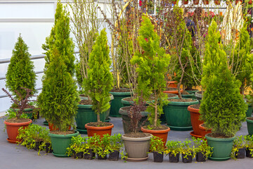 Thuja Coniferous Tree Pots