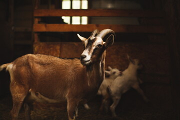 Baby goats on a small farm in the country. Small scale dairy goat farming in Ontario, Canada.