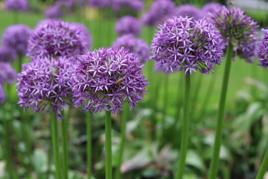 Allium giganteum flower heads also called a giant onion Allium. Purple Garlic flower in garden.